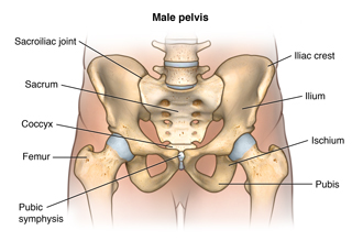 Anatomy of the male pelvis