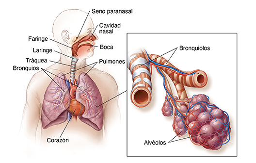 Vista frontal del cuerpo de un hombre con la cabeza girada hacia un lado donde se observan el aparato respiratorio y el corazón.
