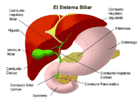 Dibujo de la anatomía del sistema biliar
