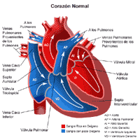 Ilustración de la anatomía del corazón, normal