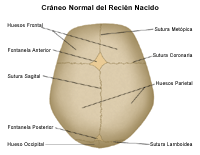 Anatomía del cráneo del recién nacido