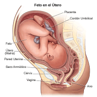 Ilustración del feto dentro del útero