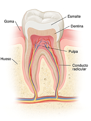 Corte transversal de un diente en el hueso donde se observan el esmalte, la dentina, la pulpa y el conducto radicular.