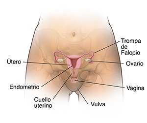 Vista frontal de la pelvis de una mujer con la sombra de los huesos pélvicos, donde se observa un corte transversal del útero, los ovarios y las trompas de Falopio.