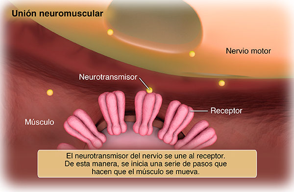 El neurotransmisor del nervio se une al receptor. De esta manera, se inicia una serie de pasos que hacen que el músculo se mueva.