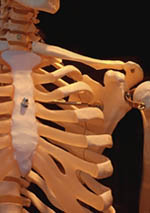 Fotografía de un esqueleto artificial