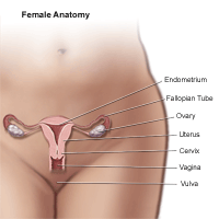 Click Image to Enlarge Anatomy of the female pelvic area